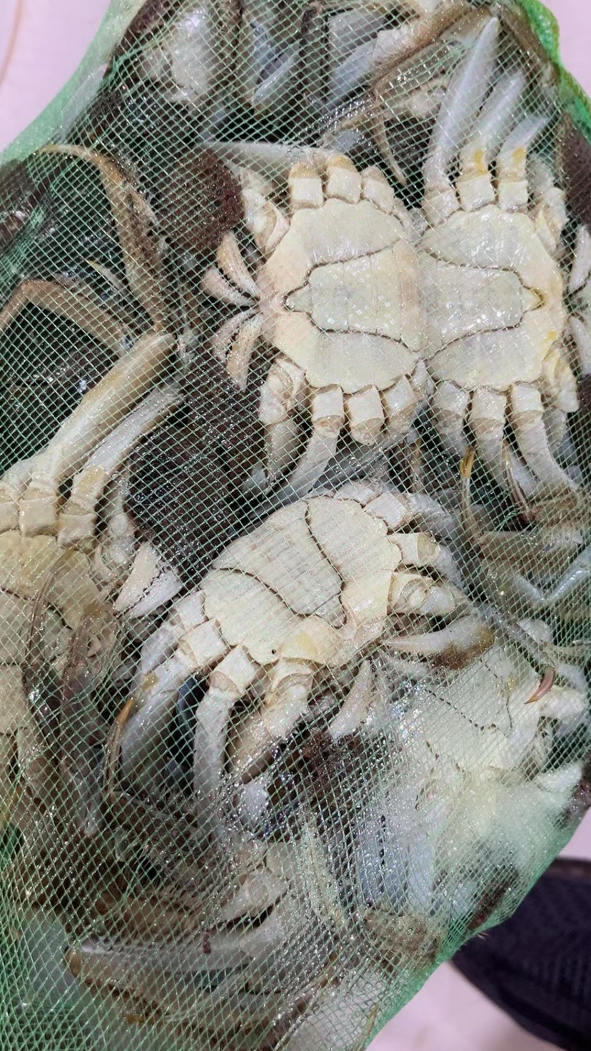 江苏兴化精品大闸蟹 个大饱满 全国发货