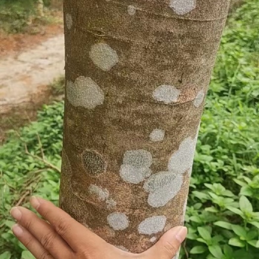 灵山县10年白木沉香树
