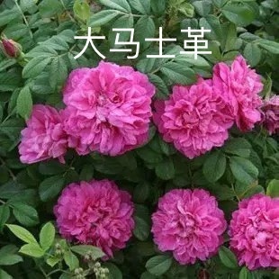 昆明基地直供【大马士革】3号玫瑰平阴食用玫瑰花苗大马士革玫瑰苗