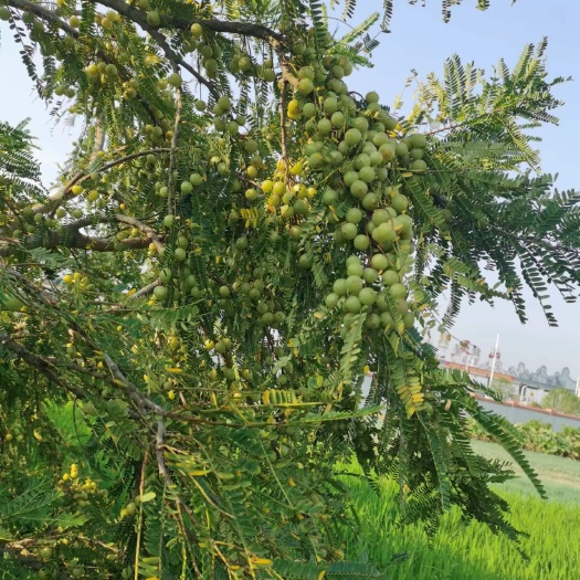 北流市牛甘果余甘果大量上市