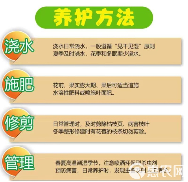 血桃苗 桃树苗 嫁接桃树苗 南北方种植果树