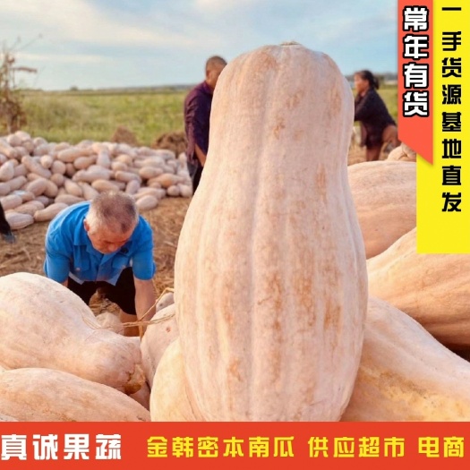 金韩蜜本南瓜 食堂全黄老南瓜 超市加工厂南瓜 电商养殖场货