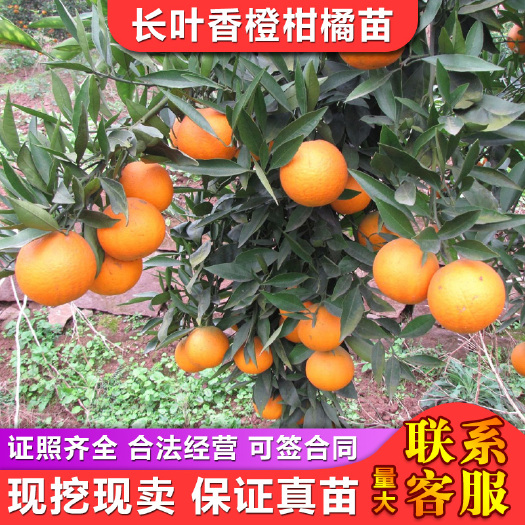 益阳长叶香橙柑橘苗甜橙苗长挂果期精选壮苗保湿发货