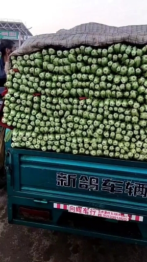 邯郸河北邯郸油麦菜，量大从优，一手货源，欢迎全国客商采购，欢迎咨