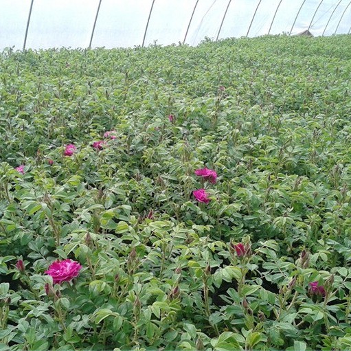 基地直供【大马士革】3号玫瑰平阴食用玫瑰花苗大马士革玫瑰苗