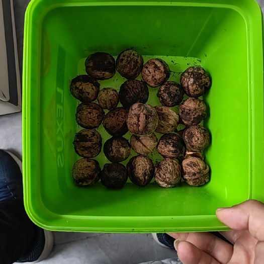北京自家种的老品种核桃300斤