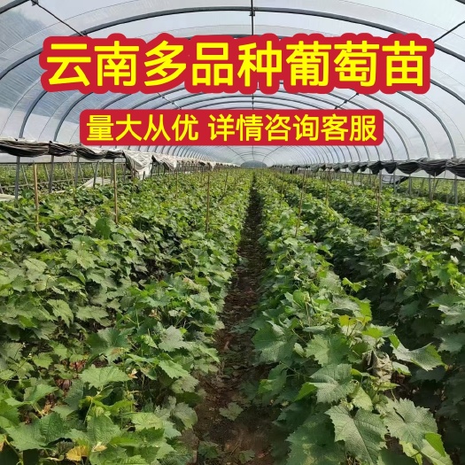 宾川县云南宾川葡萄苗批发阳光玫瑰妮娜皇后黑色极香蓝宝石等多品种
