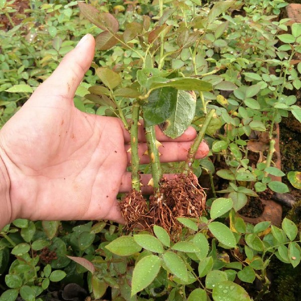 基地直供【金边】食用玫瑰苗裸根扦插小苗庭院花卉当年开花