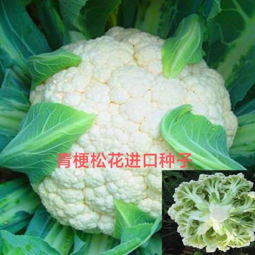 徐州菜花苗