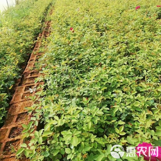 基地直供【金边】食用玫瑰苗裸根扦插小苗庭院花卉当年开花