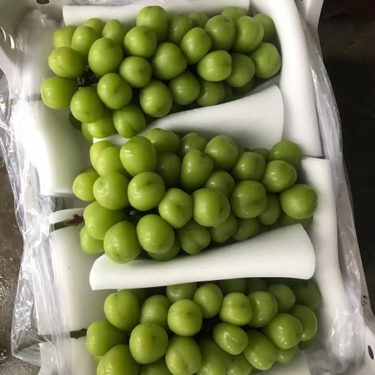 莱西市阳光玫瑰葡萄