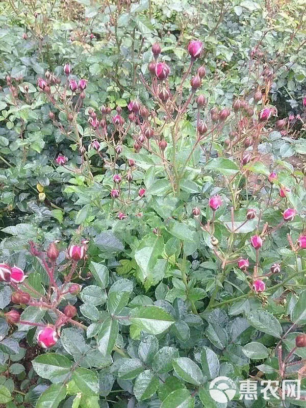 基地直供【金边】食用玫瑰苗裸根扦插小苗庭院花卉当年开花