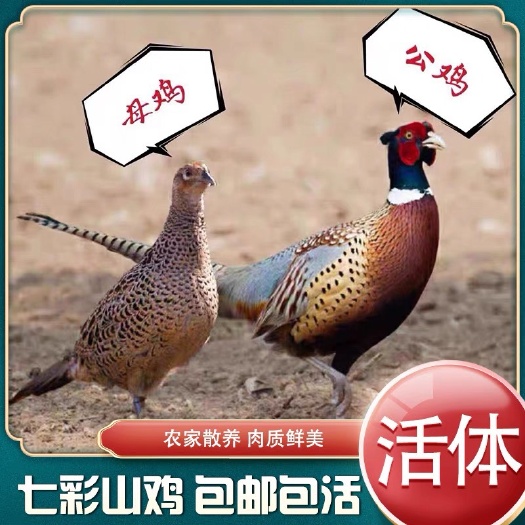 五谷杂粮喂养七彩山鸡活体  包活到家