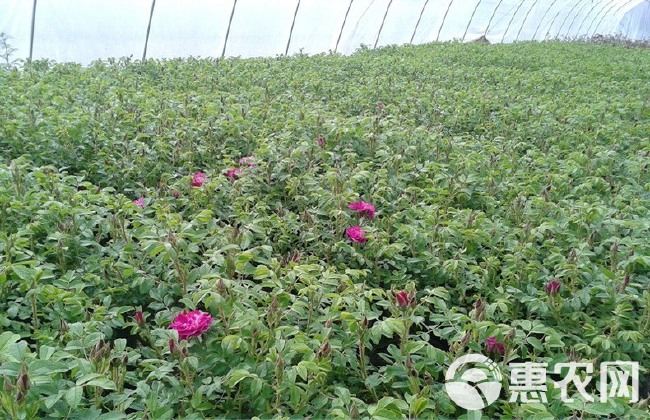 基地直供【大马士革】3号玫瑰平阴食用玫瑰花苗大马士革玫瑰苗