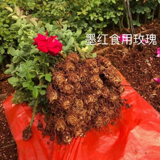 昆明云南基地直供法国【墨红】玫瑰苗扦插小苗食用玫瑰花茶当年开花