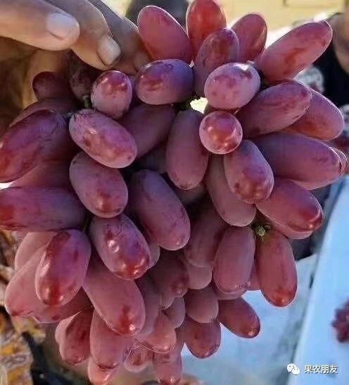 卢龙县深红无籽葡萄苗