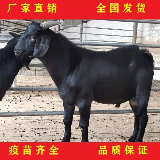 郓城县努比亚黑山羊羊苗 青年羊 成年羊