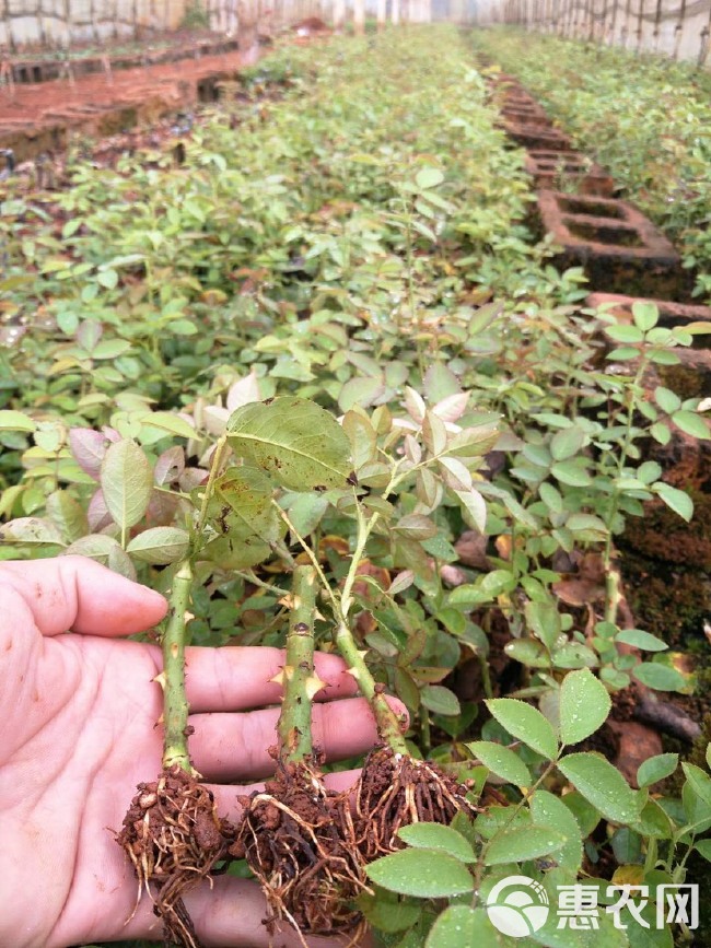 云南基地直供法国【墨红】玫瑰苗扦插小苗食用玫瑰花茶当年开花