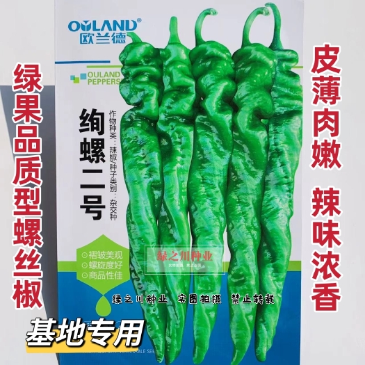 沭阳县基地专用绚螺二号全螺旋螺丝椒种子 皮薄味辣浓香早熟螺旋辣椒种