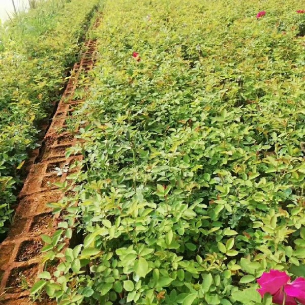 云南基地直供法国【墨红】玫瑰苗扦插小苗食用玫瑰花茶当年开花