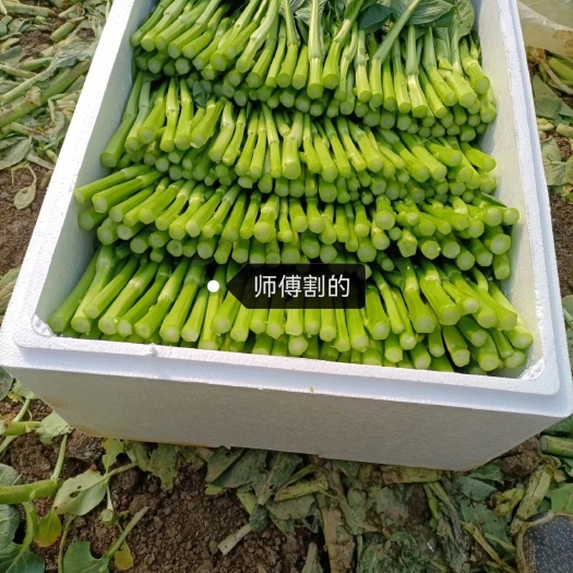 广东菜心