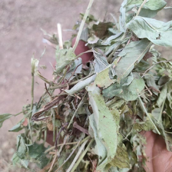 牛羊草料 小麦稻草玉米秸秆 青贮草料 花生秧