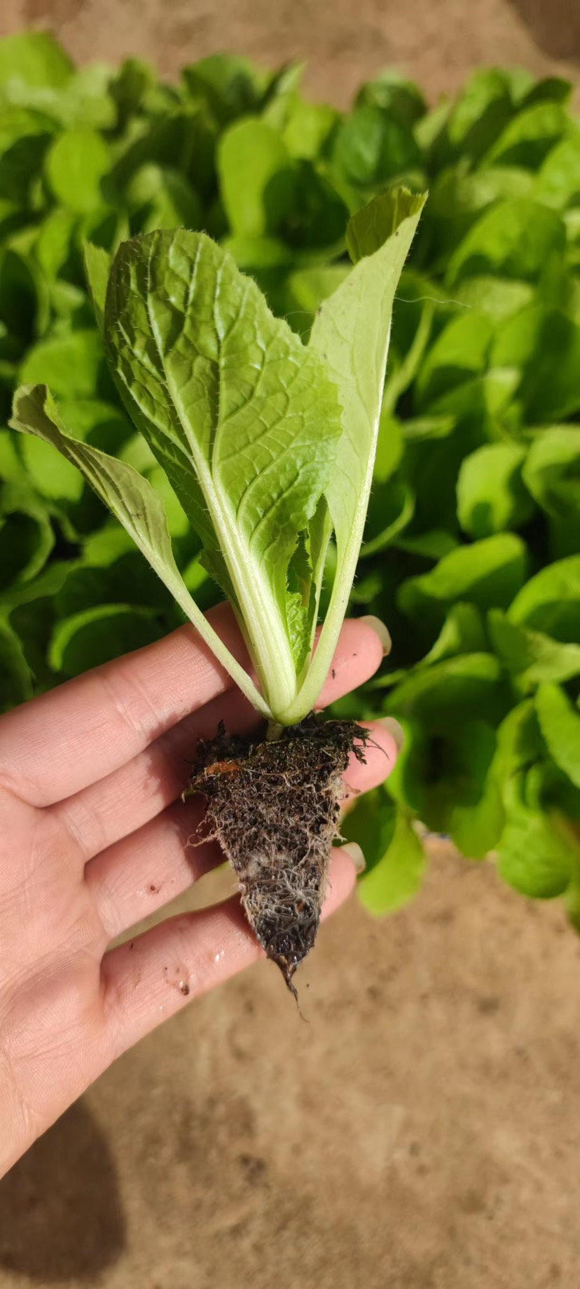 各种品种的白菜苗
