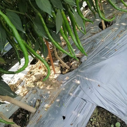 蒙山县广西田东辣椒，辣丰椒冠与（辣丰63可留青红）；两种品种