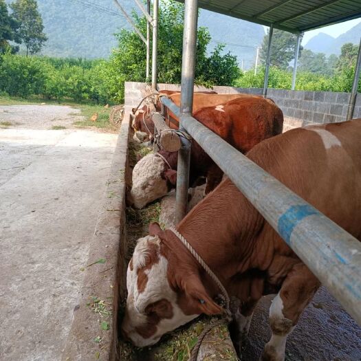 百色肉牛（西门塔尔）