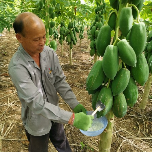 长沙耐寒果树矮化木瓜种苗木瓜苗果树种子番木瓜种子海南红心木瓜种子