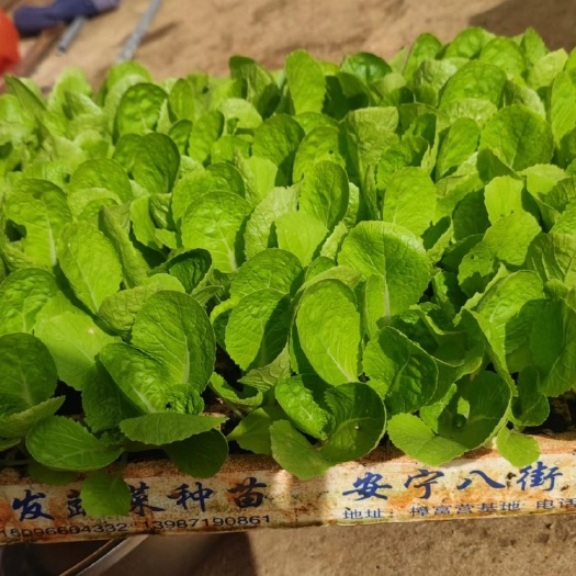 安宁市各种品种的白菜苗