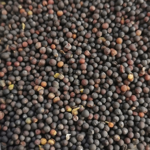 呼伦贝尔油菜籽  含油42.8 水份8