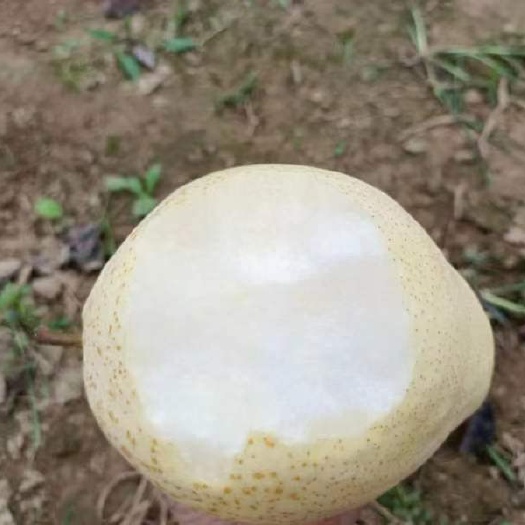 金乡县山农酥梨