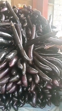 泗水县黑长茄