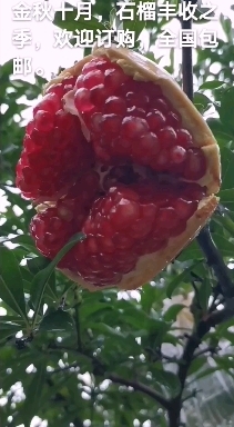 西安临潼是中国最早种植石榴的地方之一，临潼石榴是陕西一大特产。