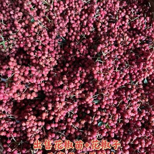 长沙大红袍花椒苗