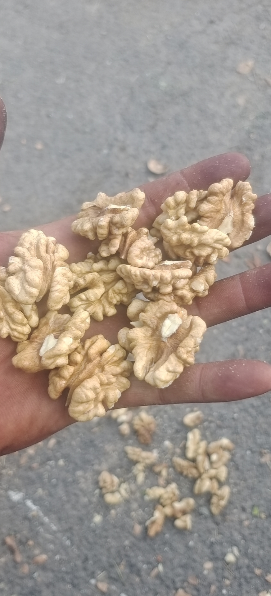 新疆幸福尖白核桃仁，片大饱满，专业厂家 只做核桃 品种齐全