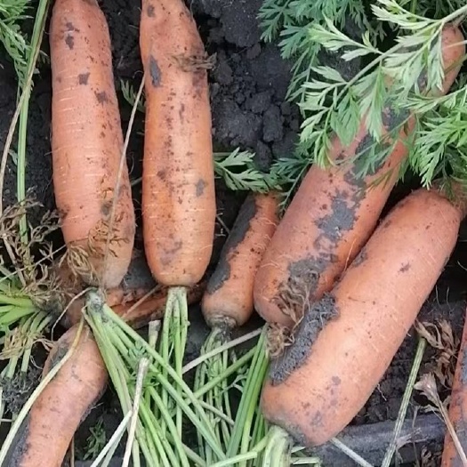 乌鲁木齐黄胡萝卜，三红胡萝卜，新疆产地直发，品质保证，一手货源，