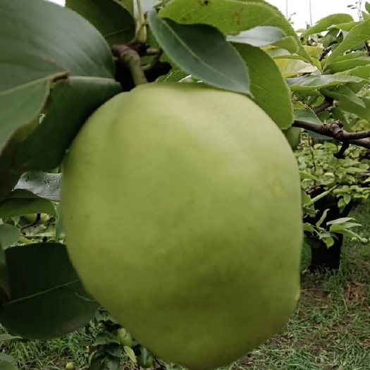 阳信县鸭梨