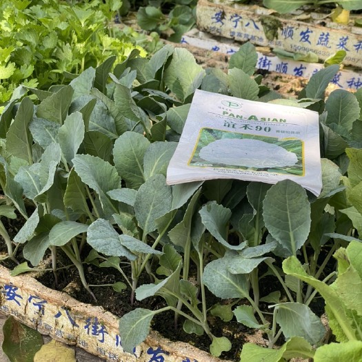 安宁市主卖，各种品种的白菜苗，花菜苗，莲花菜苗，丕蓝苗，松花菜等。