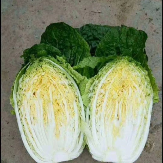 吴忠宁夏银川白菜上市了，货源充足，欢迎来电咨询选购
