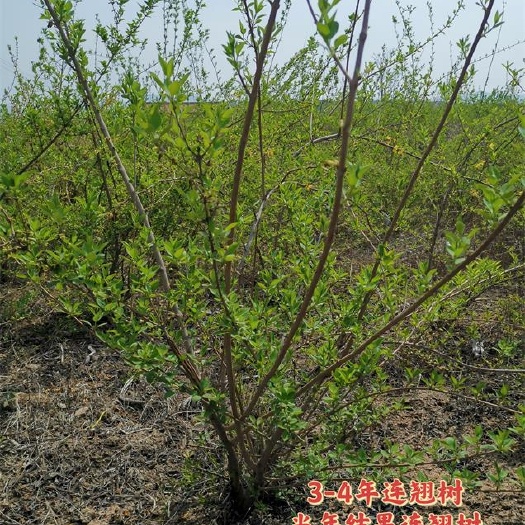 运城药用连翘树苗 1米1.5米2米2.5米3米各种规格