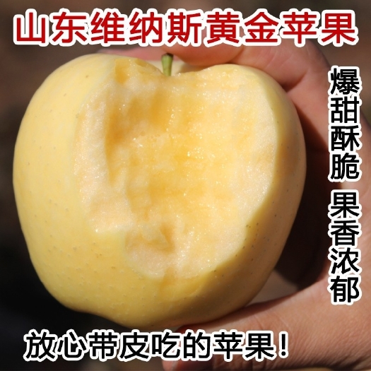 蒙阴县现摘新鲜维纳斯黄金苹果纯甜脆甜带有浓郁的苹果香味五斤包邮