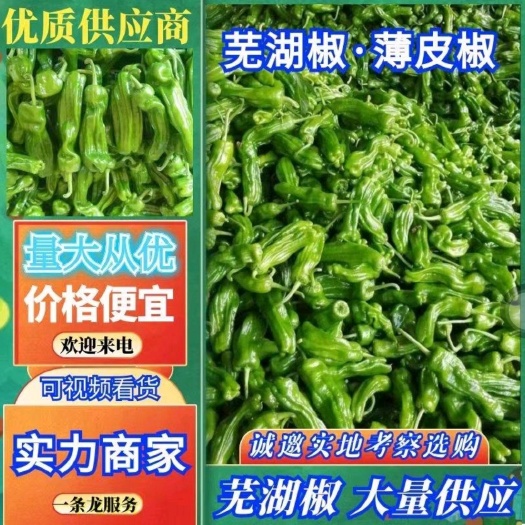费县（推荐）山东优质薄皮辣椒芜湖椒 大量上市 现货供应 需要咨询