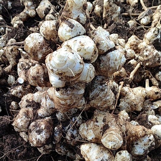 丘北县云南菊芋(洋姜鬼子姜)