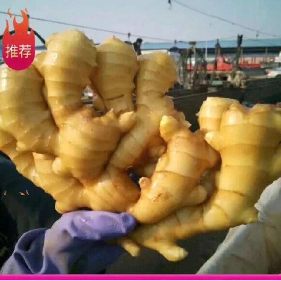 沂水县优质精品大黄姜产地直供 一手货源常年供应