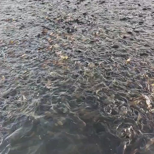 宽甸县各种规格鲫鱼