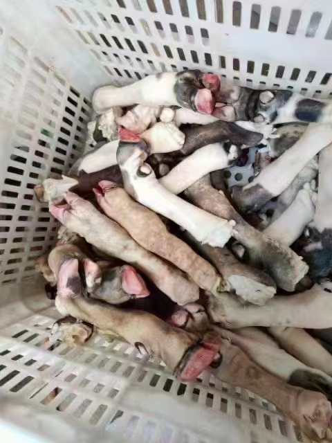 花羊蹄 羊蹄 不抽筋不烂皮 工厂直销 量大优