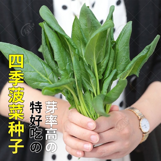 农家菠菜种子大叶圆叶小叶秋季冬季四季耐寒耐热盆栽大田菠菜种子