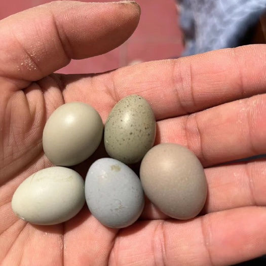 聊城迷你鸡网红蛋